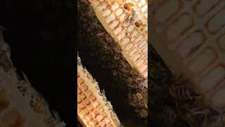 Inside the hive hive bees bee beekeeping beekeeper honeybee honey life beelife [upl. by Yelnik]