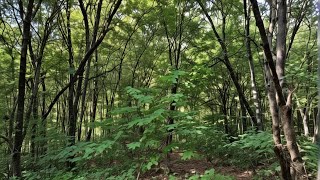 Tranquil Forest Canopy  Relaxing Green Nature Screensaver in 4K [upl. by Ahsatniuq]