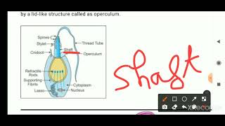 NEMATOCYSTS DEFENCE STRUCTURE AND DEFENCE MECHANISM IN CNIDARIA [upl. by Alleoj]