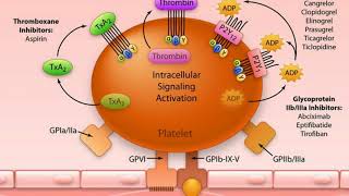 Antiplatelet vs Anticoagulant [upl. by Grimbal663]