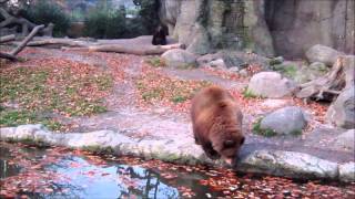 Braunbär wird wütend Hagenbecks Tierpark [upl. by Minabe216]