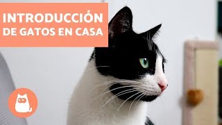 Cómo introducir un segundo gato en casa  Educador de Gats [upl. by Aisatsan]