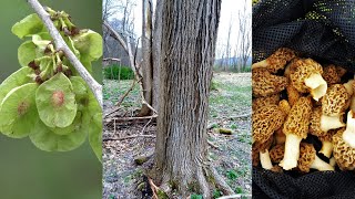 ELM TREE IDENTIFICATION GUIDE FOR MOREL MUSHROOM FORAGERS  SLIPPERY ELM TREES vs AMERICAN ELM 2024 [upl. by Putnam288]