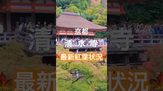 1116日（土）週末の京都清水寺の紅葉色づき最新状況。大大大混雑過ぎる！京都清水寺秋叶颜色变化的最新信息。太拥挤了Kiyomizudera Temple Kyoto japanshorts [upl. by Jacqui]