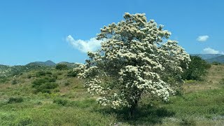 On The Road to Tlalchapa y tals [upl. by Assi]