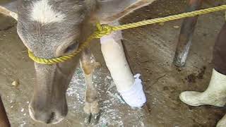 Plaster of Paris for treatment of metacarpal fracture of a Buffalo calf 🐃🐃 شکستگی 🐃🐃 ふくらはぎの脚の骨折 🐃🐃 [upl. by Aneetsirhc506]