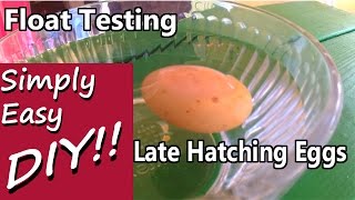 Late Overdue Hatching Float Testing Egg Viability [upl. by Anelhtac]