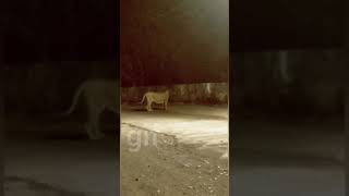 A Asiatic lions Powerful Roaring in Indreshwar Thana at Morning Girnar Nature Safari in Junagadh [upl. by Gulgee334]