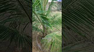 Coconut plant shorts gardening gardeningvlogs [upl. by Netsyrk]