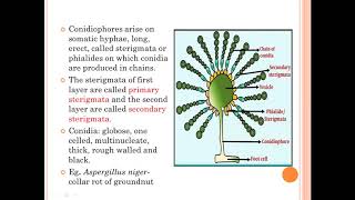 FUNDAMENTALS OF PLANT PATHOLOGY Classification of Fungi Part10 [upl. by Rockie]