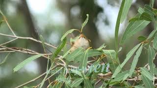 Redbacked Fairywren 15 [upl. by Swarts]