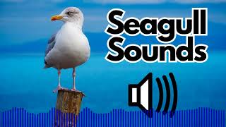 Seagull Sound Effects  No Copyright [upl. by Bluma]