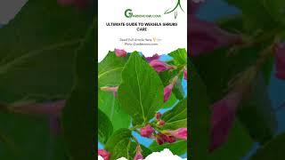 Ultimate Guide to Weigela Shrubs Care WeigelaShrubs GardenBeauty shorts [upl. by Llerrit]