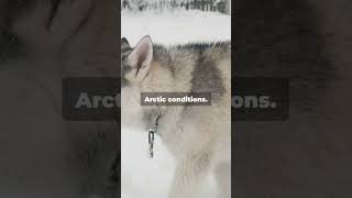 Dog Facts Did You Know – The Alaskan Malamute [upl. by Halihs592]