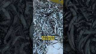 Thousands of California Anchovies [upl. by Dilisio]