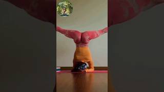 Flexible Yoga Stretching Headstand Split shorts [upl. by Patric794]