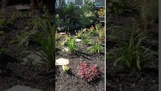 Summer Garden Design in Dracut MA [upl. by Flower]