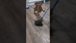 How do I catch this BIRD on a STICK dachshund animals shorts dogs bestie puppy [upl. by Fin370]