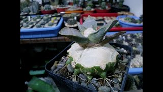 Grafting Ariocarpus  Injerto de Ariocarpus sobre Echinocactus Grusonii [upl. by Lanevuj]