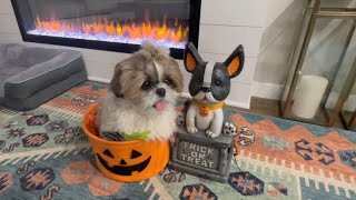 Murphy did all the tricks to get his treats👻🎃 Fun vlog murphytheshihtzu803 [upl. by Harden685]