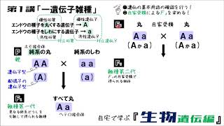 生物遺伝編 第1講「一遺伝子雑種」 [upl. by Friedberg]