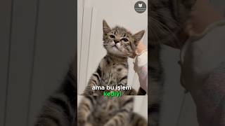 Kedilerin Hareketsiz Bırakan Düğme 🐈👆😱 [upl. by Eolc]