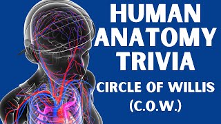 Anatomy Trivia  Circle of Willis [upl. by Bokaj]