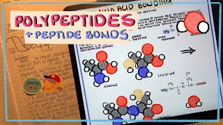 POLYPEPTIDES Biochemistry of Amino Acids Polypeptides and Interactions in the Polypeptide Chains [upl. by Allerbag]