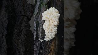 Forage amp cook series  Mushrooms three ways [upl. by Marsland]