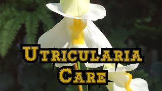 How to Grow Utricularia alpina with bloom and care tips [upl. by Brookhouse809]