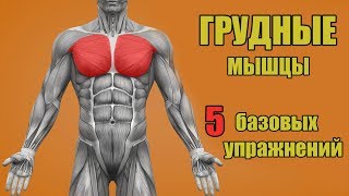 ГРУДНЫЕ МЫШЦЫ 5 БАЗОВЫХ УПРАЖНЕНИЙ  ОШИБКИ УБИВАЮЩИЕ ПРОГРЕСС [upl. by Riegel]