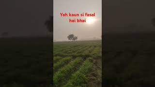 Yah kaun si fasal hai [upl. by Rai]