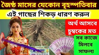 জ্যৈষ্ঠ মাসের যেকোনো বৃহস্পতিবার এই গাছের শিকড় ধারন করুনহাতে আসবে অর্থ সব কাজে হবে সাফল্য [upl. by Lazaro162]