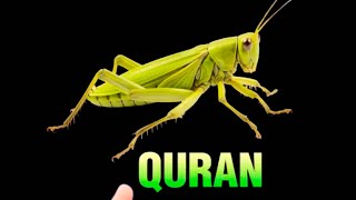 What Quran Says about Locust Tiddi sirajnalla [upl. by Aicined837]