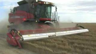 Chickpea Harvesting Australia [upl. by Cirdes]