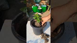 Vinca Plant Repottingviralvideo ytshorts trending shorts [upl. by Yhtorod]