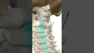 Conheces o Ligamento Longitudinal Posterior [upl. by Fabio]