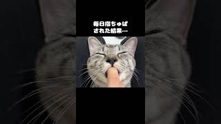 猫に指を1年以上ちゅぱられた結果、指が… shorts cat 猫 [upl. by Colpin307]