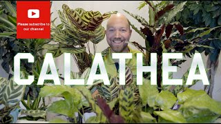 All you need to know about Calathea [upl. by Ecnerolf812]