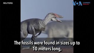 Scientists Find Dinosaur Fossils in Patagonia [upl. by Ahsar]