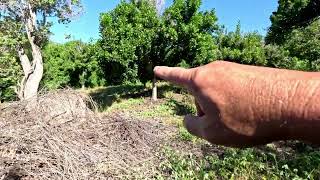 Offgrid Gardening  Using our Ryobi Brush Cutter  Big Island of Hawaii [upl. by Trautman]