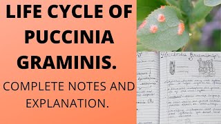 LIFE CYCLE OF PUCCINIA GRAMINISbscbotany [upl. by Oryaj972]