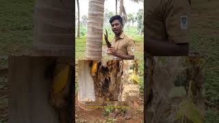 Red palm weevil management in coconut tree🥥🌴 [upl. by Bliss117]