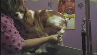 Grooming the Cavalier King Charles Spaniel Just a trim [upl. by Ythomit]