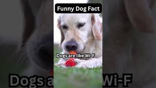 The truth about dogs  Funny Dog fact dog motivation new trending youtubeshorts [upl. by Crescentia]