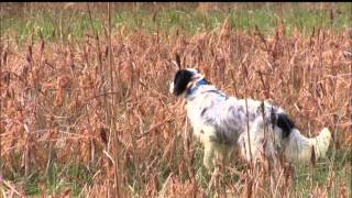 Llewellin Setter  Straight Creek Baxter [upl. by Goeger]