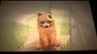 Volpino di Pomerania  nintendo 3DS [upl. by Yessak]