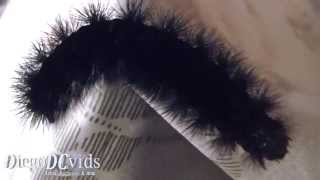 Hypercompe scribonia caterpillar Arctiidae Eyed Tiger Moth [upl. by Cown]