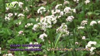 Kleine Valeriaan  Marsh Valerian  Valeriana dioica [upl. by Werdn981]