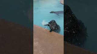 Skegness seal sanctuary full feeding session [upl. by Peednam]